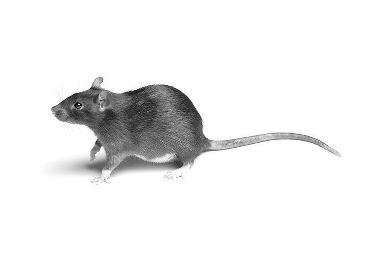 Rodent pest control penrith