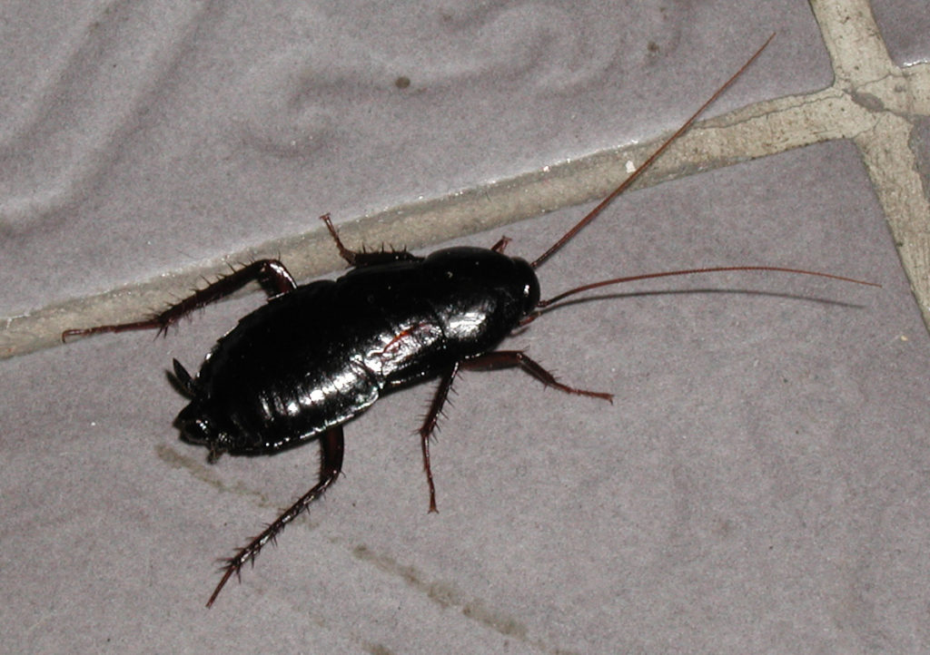 American Cockroach - cockroach pest control penrith