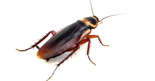 Australian Cockroach - cockroach pest control penrith